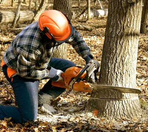 Tree Removal in Unionville, MI